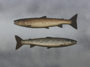 Sea Trout and Tiddlers.   Paintings by Donald Provan. Oil on panel.