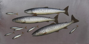 Sea Trout and Tiddlers.   Paintings by Donald Provan. Oil on panel.