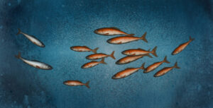 Sea Trout and Tiddlers.   Paintings by Donald Provan. Oil on panel.