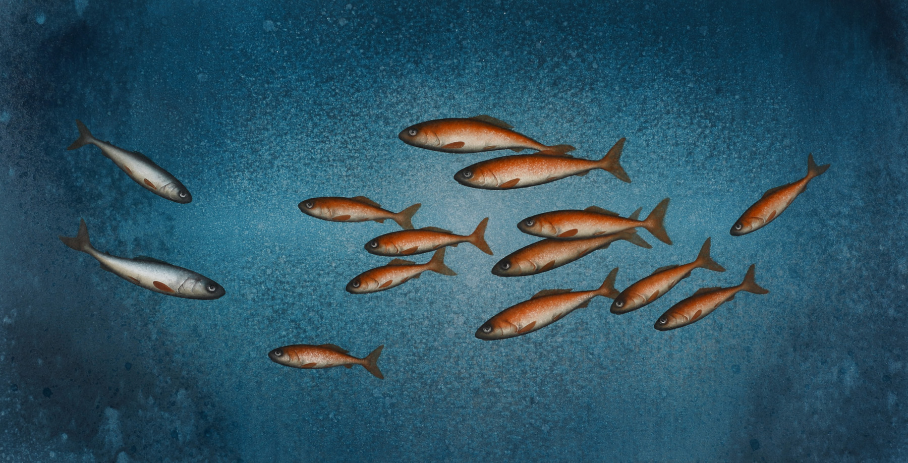 Sea Trout and Tiddlers.   Paintings by Donald Provan. Oil on panel.