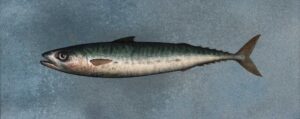 Mackerel.   Paintings by Donald Provan. Oil on panel.