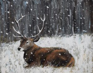 Stag Laying Down.   Paintings by Caroline McMillan Davey. Oil on board.