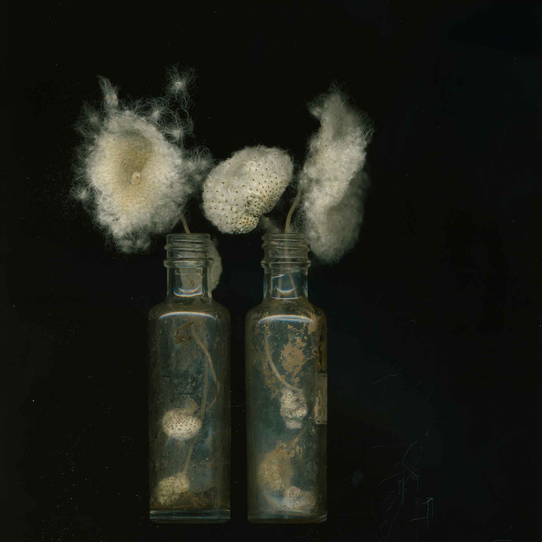 Japanese Anemones Seeds 18-4.   Photography by Toril Brancher. Hahnemuhle photorag on dibond aluminium.