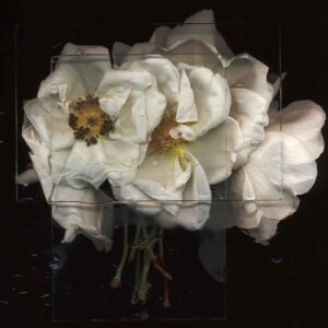 Gate Rose 3.   Photography by Toril Brancher. Hahnemuhle photorag on dibond aluminium.