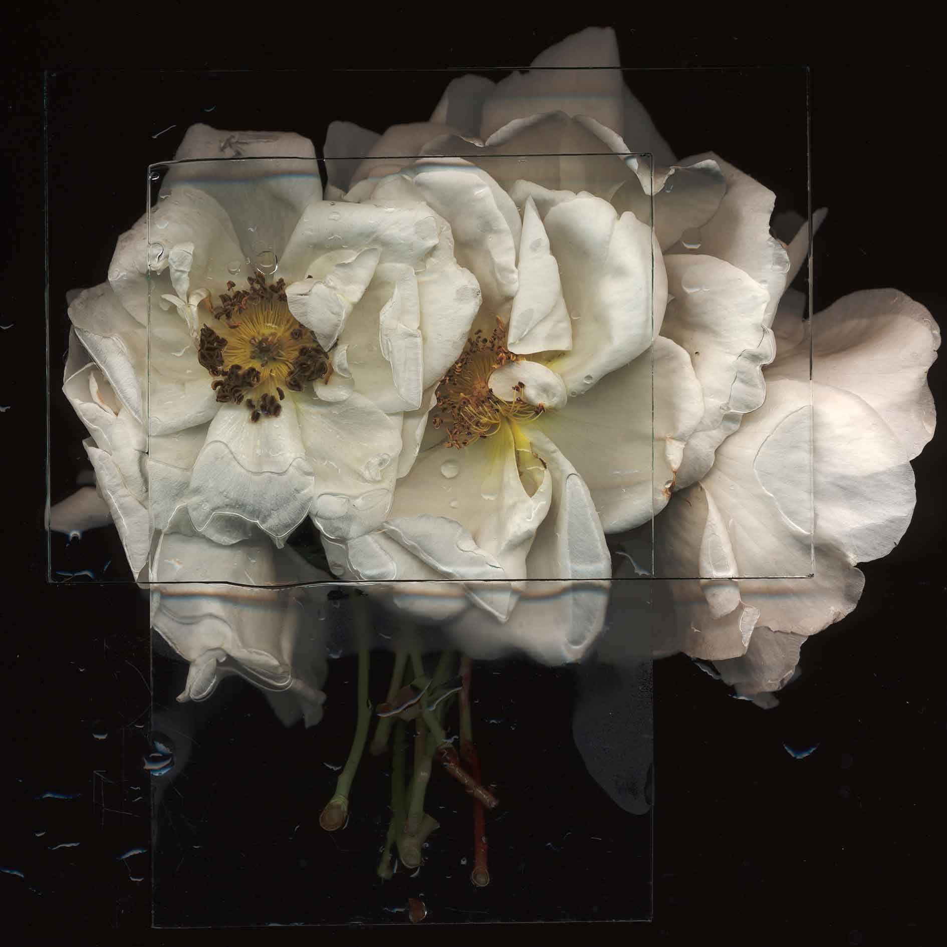 Gate Rose 3.   Photography by Toril Brancher. Hahnemuhle photorag on dibond aluminium.