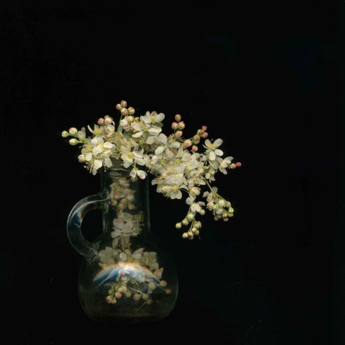 Meadowsweet 17-6.   Photography by Toril Brancher. Hahnemuhle photorag on dibond aluminium.