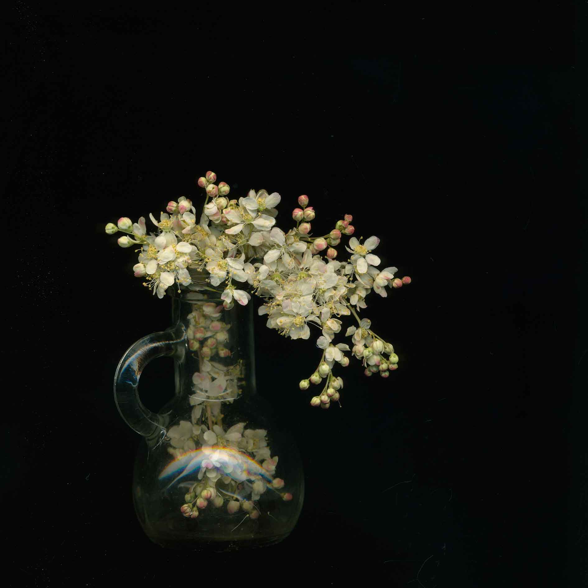 Meadowsweet 17-6.   Photography by Toril Brancher. Hahnemuhle photorag on dibond aluminium.