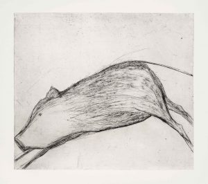 Wild Pig. Birds & Animals  Prints by Kate Boxer. Drypoint.