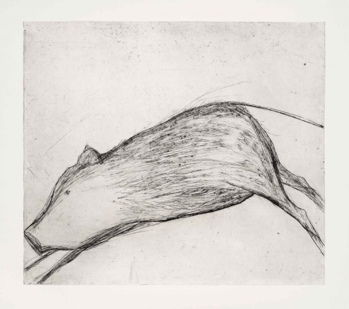 Wild Pig. Birds & Animals  Prints by Kate Boxer. Drypoint.