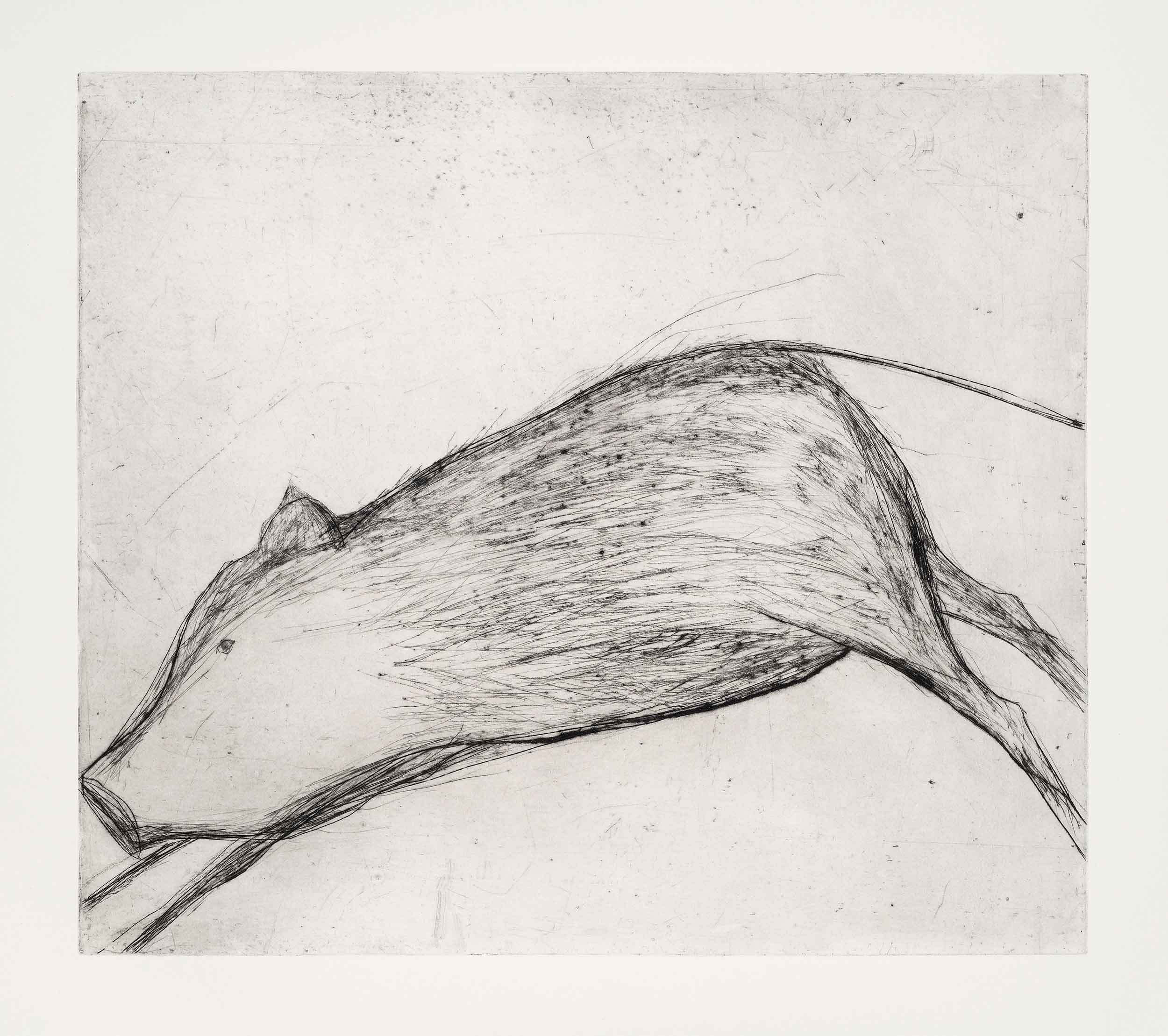 Wild Pig. Birds & Animals  Prints by Kate Boxer. Drypoint.